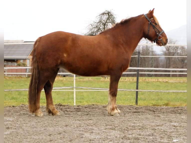 Altri pony/cavalli di piccola taglia Giumenta 10 Anni 143 cm Sauro in Kirchbichl