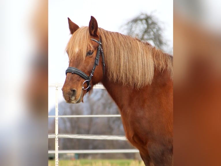 Altri pony/cavalli di piccola taglia Giumenta 10 Anni 143 cm Sauro in Kirchbichl