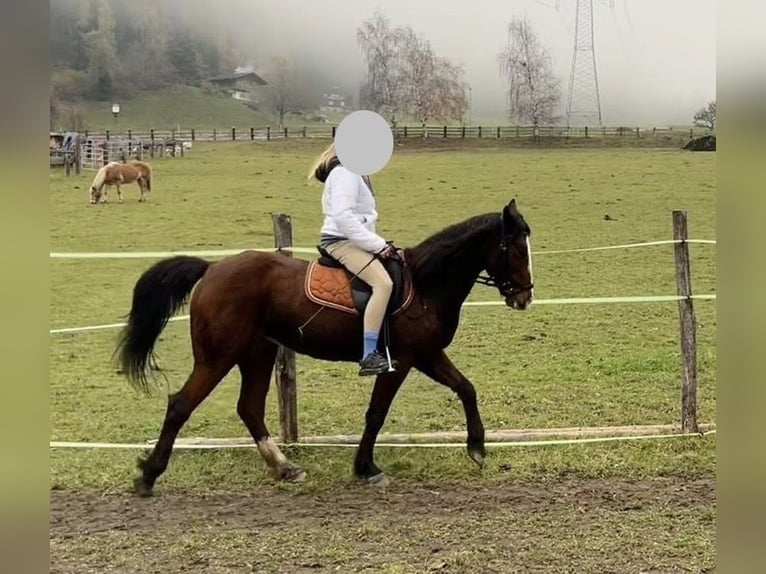 Altri pony/cavalli di piccola taglia Mix Giumenta 10 Anni 144 cm Sauro in StribachDölsach