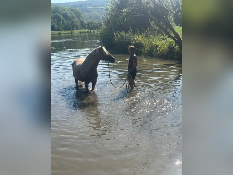 Altri pony/cavalli di piccola taglia Giumenta 10 Anni 148 cm Palomino in Zellingen