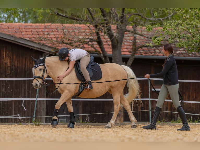 Altri pony/cavalli di piccola taglia Giumenta 10 Anni 148 cm Palomino in Zellingen