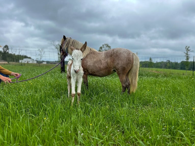 Altri pony/cavalli di piccola taglia Giumenta 10 Anni 91 cm Roano rosso in Wells, TX