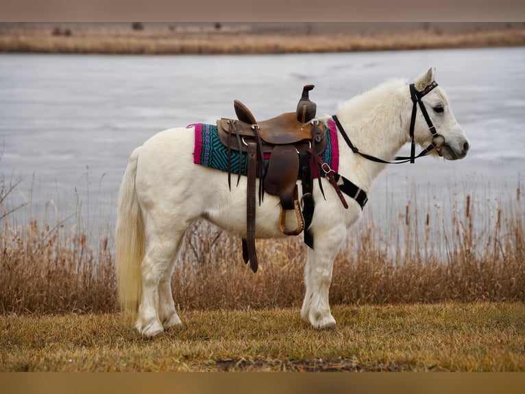 Altri pony/cavalli di piccola taglia Giumenta 10 Anni 97 cm Grigio in Valley Springs, SD