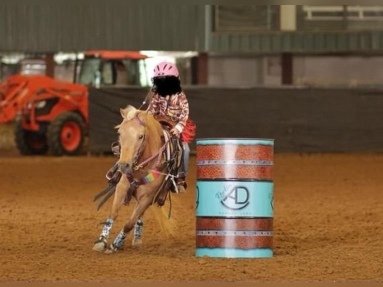 Altri pony/cavalli di piccola taglia Giumenta 11 Anni 122 cm Palomino in Grand Saline, TX