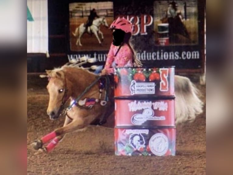 Altri pony/cavalli di piccola taglia Giumenta 11 Anni 122 cm Palomino in Grand Saline, TX