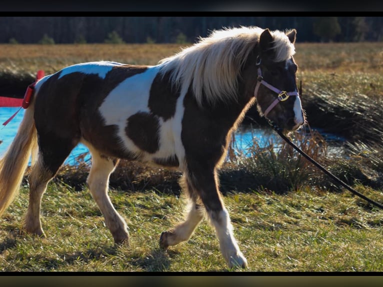 Altri pony/cavalli di piccola taglia Mix Giumenta 11 Anni 122 cm in Wyalusing, PA