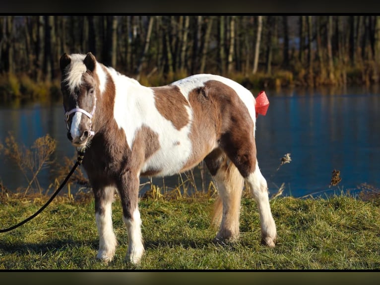 Altri pony/cavalli di piccola taglia Mix Giumenta 11 Anni 122 cm in Wyalusing, PA