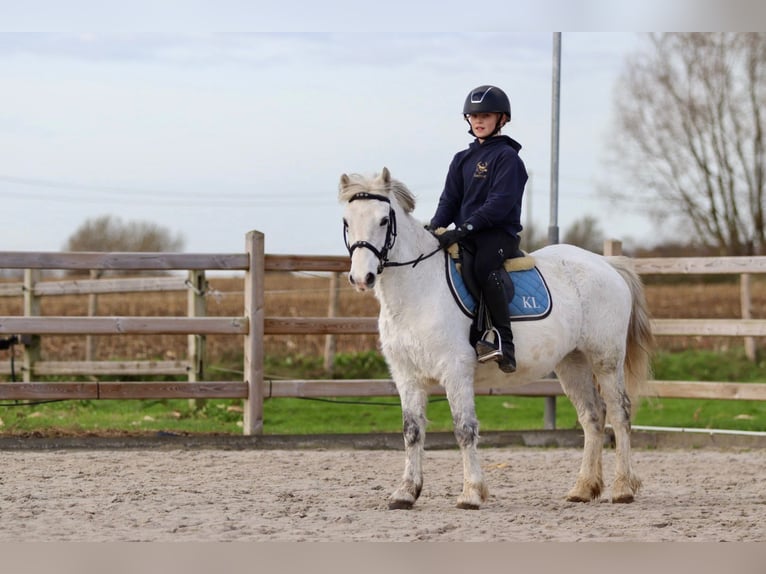 Altri pony/cavalli di piccola taglia Giumenta 11 Anni 127 cm Bianco in Bogaarden