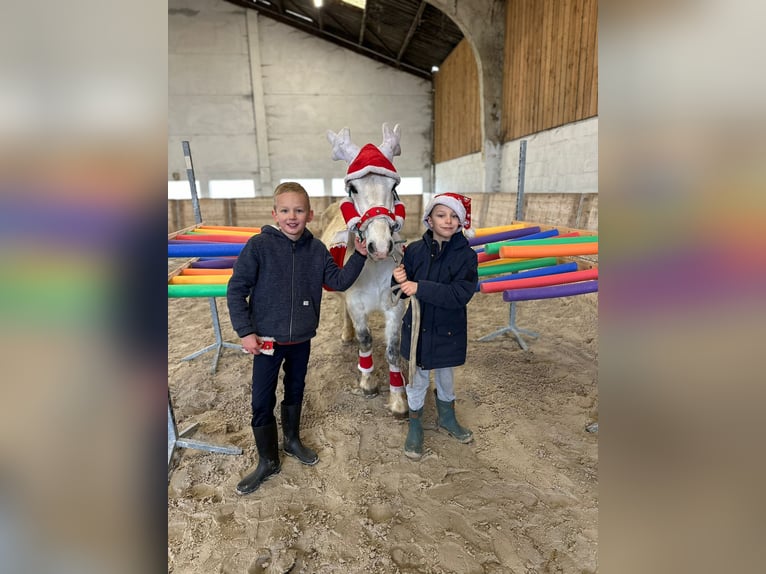 Altri pony/cavalli di piccola taglia Giumenta 11 Anni 127 cm Bianco in Bogaarden