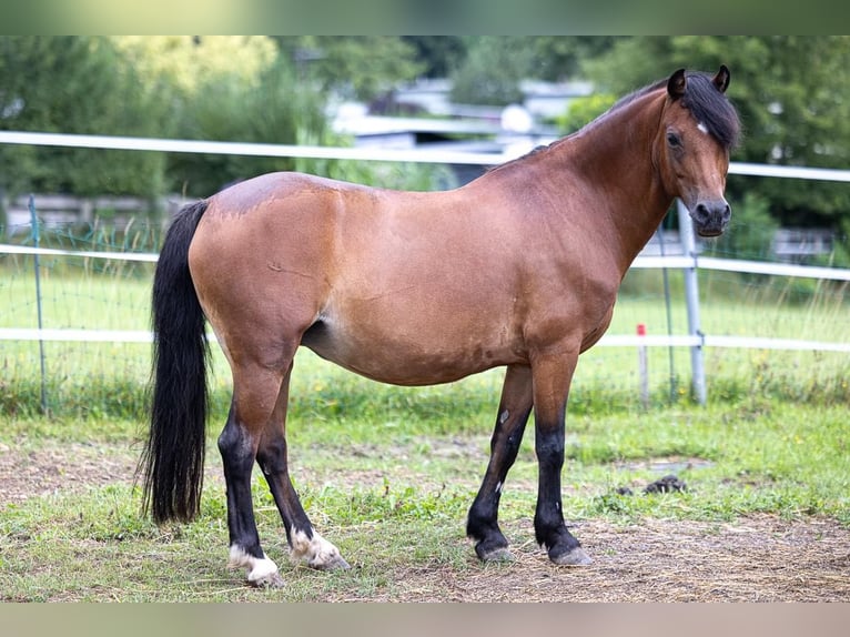 Altri pony/cavalli di piccola taglia Giumenta 11 Anni 130 cm Baio in Berg im Attergau