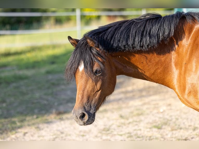 Altri pony/cavalli di piccola taglia Giumenta 11 Anni 130 cm Baio in Berg im Attergau