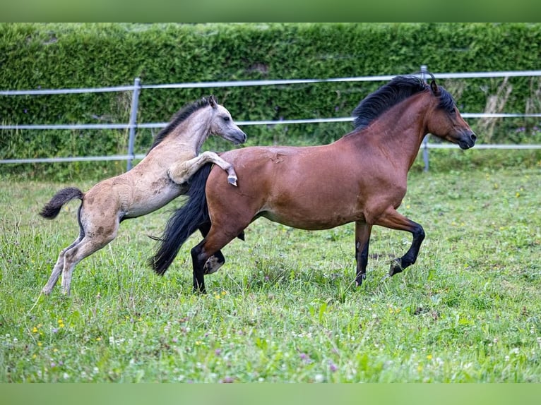 Altri pony/cavalli di piccola taglia Giumenta 11 Anni 130 cm Baio in Berg im Attergau