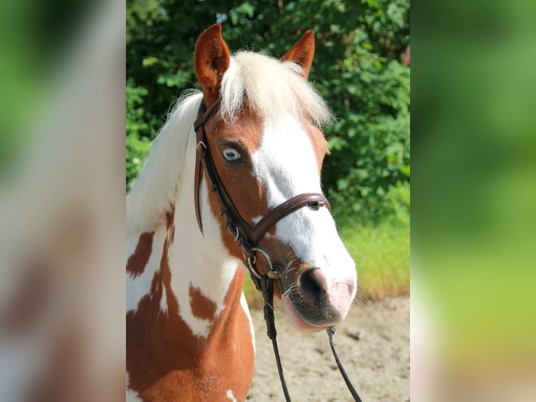 Adesivo Pony E Cavalli In Inverno - Foto 9