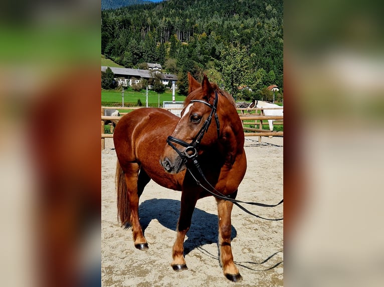 Altri pony/cavalli di piccola taglia Giumenta 11 Anni 145 cm Sauro in Gummern