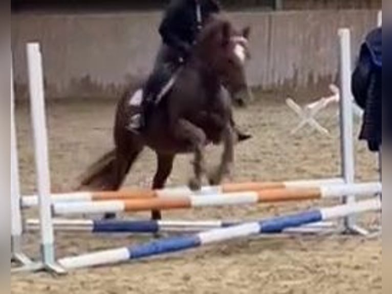 Altri pony/cavalli di piccola taglia Giumenta 11 Anni 145 cm Sauro in Gummern