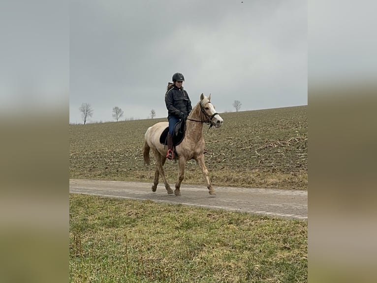 Altri pony/cavalli di piccola taglia Giumenta 11 Anni 150 cm Palomino in Daleiden