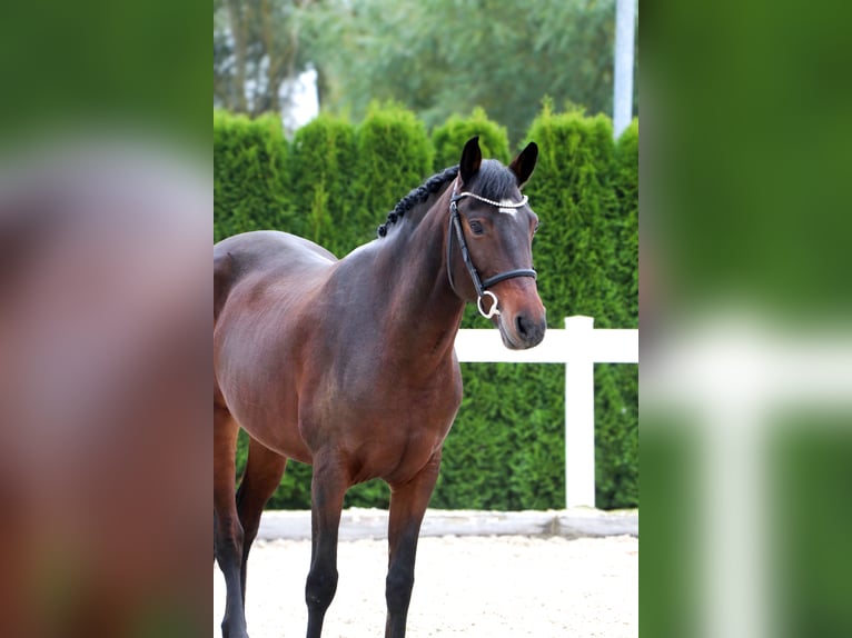 Altri pony/cavalli di piccola taglia Giumenta 11 Anni 152 cm Baio scuro in Schwäbisch Hall