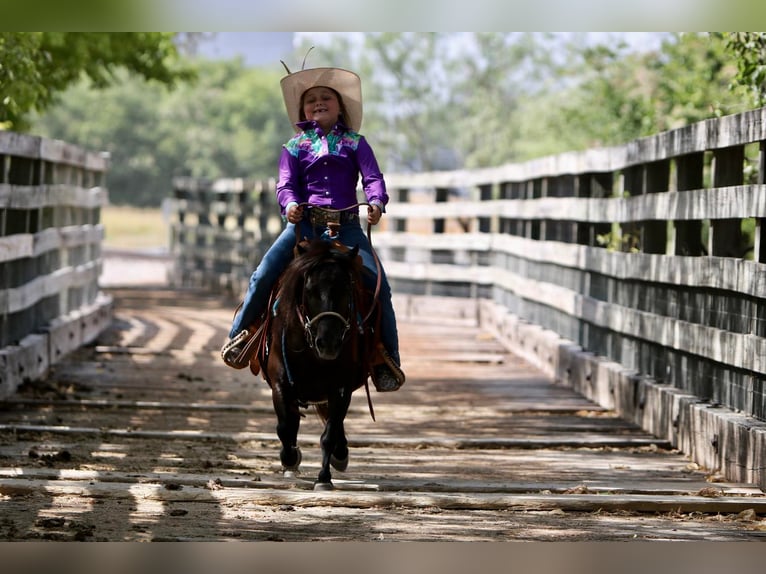 Altri pony/cavalli di piccola taglia Giumenta 11 Anni 86 cm Baio in Hillsboro, TX