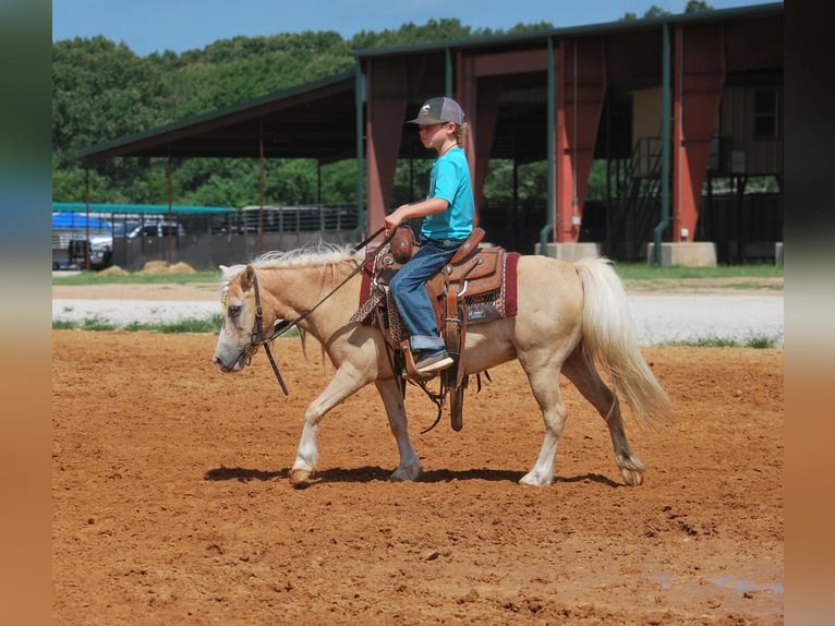 Altri pony/cavalli di piccola taglia Giumenta 11 Anni 99 cm Palomino in Carthage, TX
