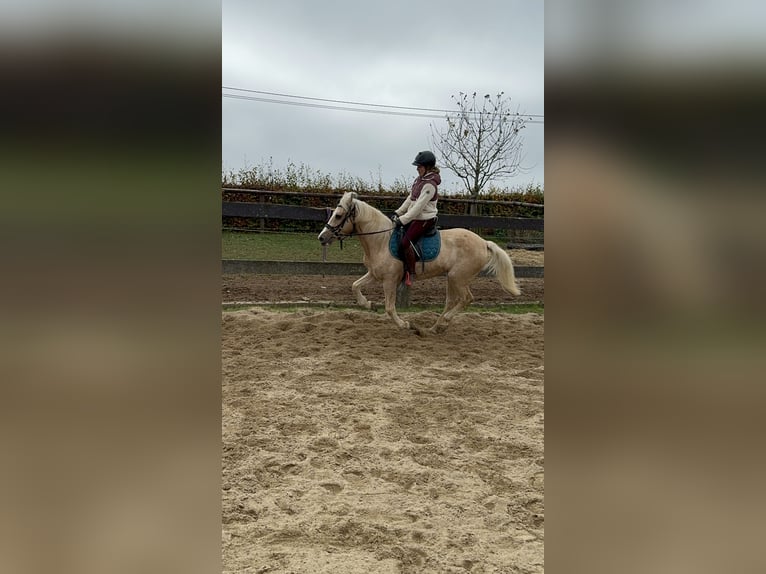 Altri pony/cavalli di piccola taglia Giumenta 11 Anni Palomino in Daleiden