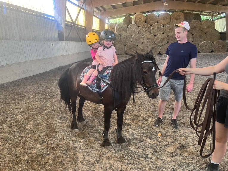 Altri pony/cavalli di piccola taglia Mix Giumenta 12 Anni 115 cm Morello in Lörrach