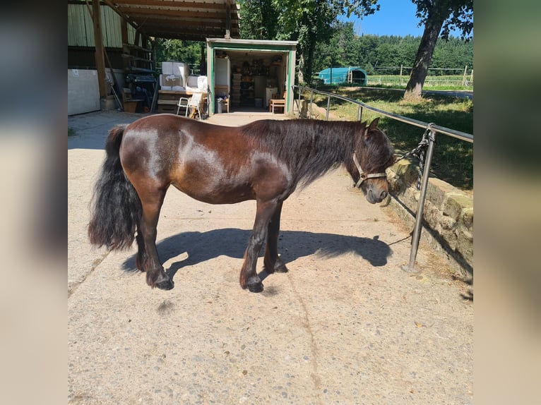 Altri pony/cavalli di piccola taglia Mix Giumenta 12 Anni 115 cm Morello in Lörrach