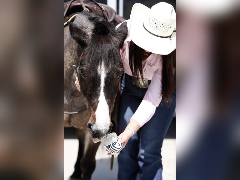 Altri pony/cavalli di piccola taglia Giumenta 12 Anni 124 cm Baio roano in Joshua