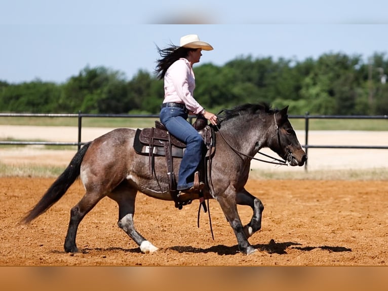 Altri pony/cavalli di piccola taglia Giumenta 12 Anni 124 cm Baio roano in Joshua