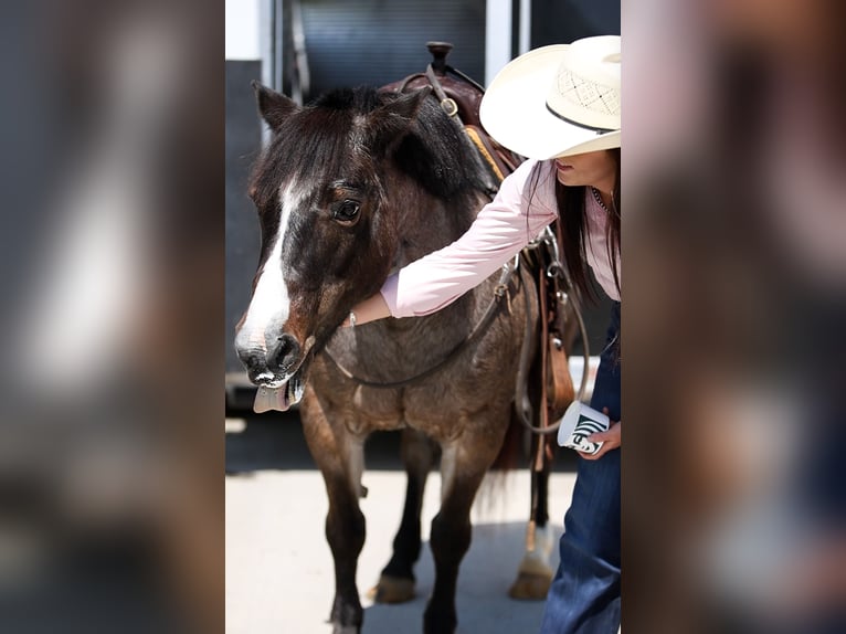 Altri pony/cavalli di piccola taglia Giumenta 12 Anni 124 cm Baio roano in Joshua