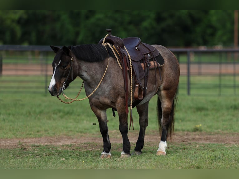 Altri pony/cavalli di piccola taglia Giumenta 12 Anni 124 cm Baio roano in Joshua