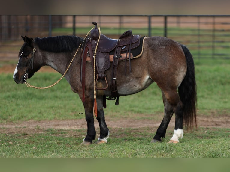 Altri pony/cavalli di piccola taglia Giumenta 12 Anni 124 cm Baio roano in Joshua