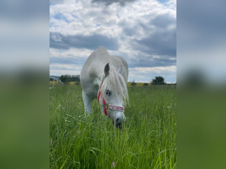 Altri pony/cavalli di piccola taglia Giumenta 12 Anni 130 cm Bianco in Bad Vilbel