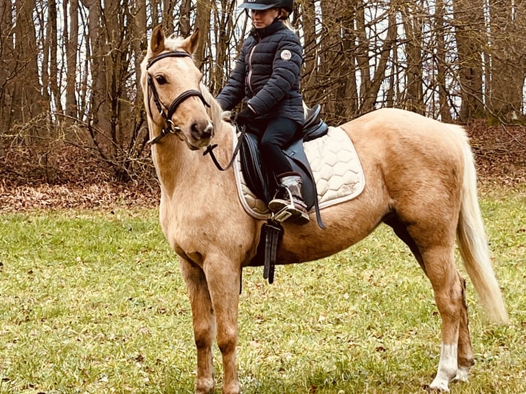 Altri pony/cavalli di piccola taglia Giumenta 12 Anni 135 cm Palomino in Ursensollen