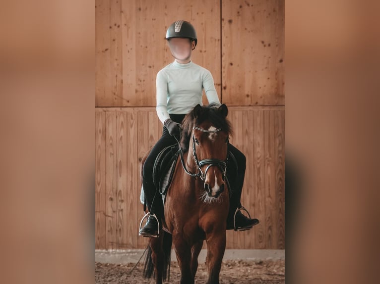 Altri pony/cavalli di piccola taglia Giumenta 12 Anni 139 cm Baio in Renchen