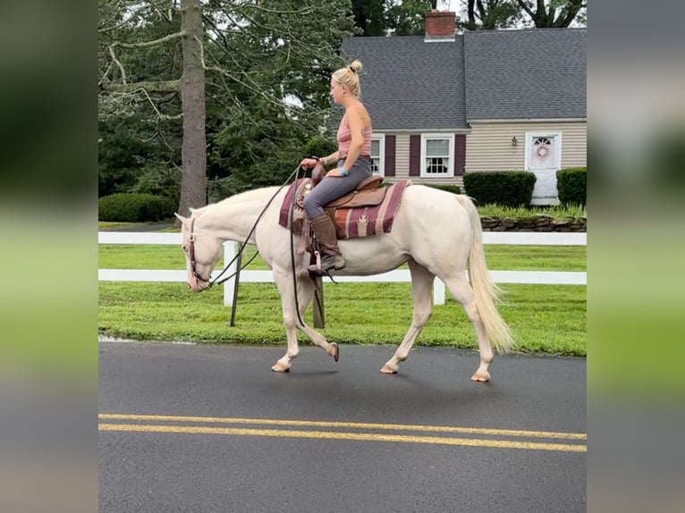 Altri pony/cavalli di piccola taglia Giumenta 12 Anni 140 cm Cremello in Granby, CT