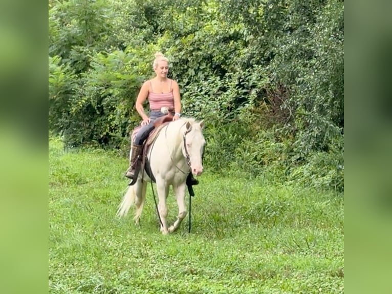 Altri pony/cavalli di piccola taglia Giumenta 12 Anni 140 cm Cremello in Granby, CT