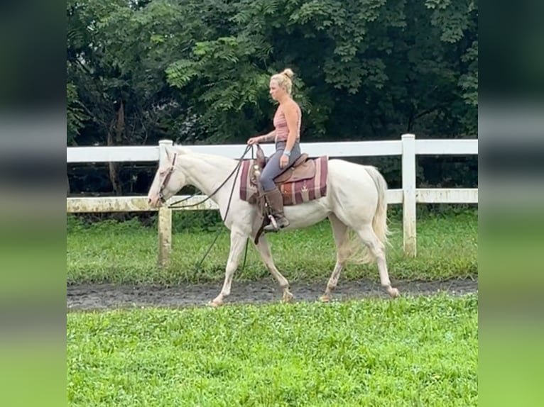 Altri pony/cavalli di piccola taglia Giumenta 12 Anni 140 cm Cremello in Granby, CT