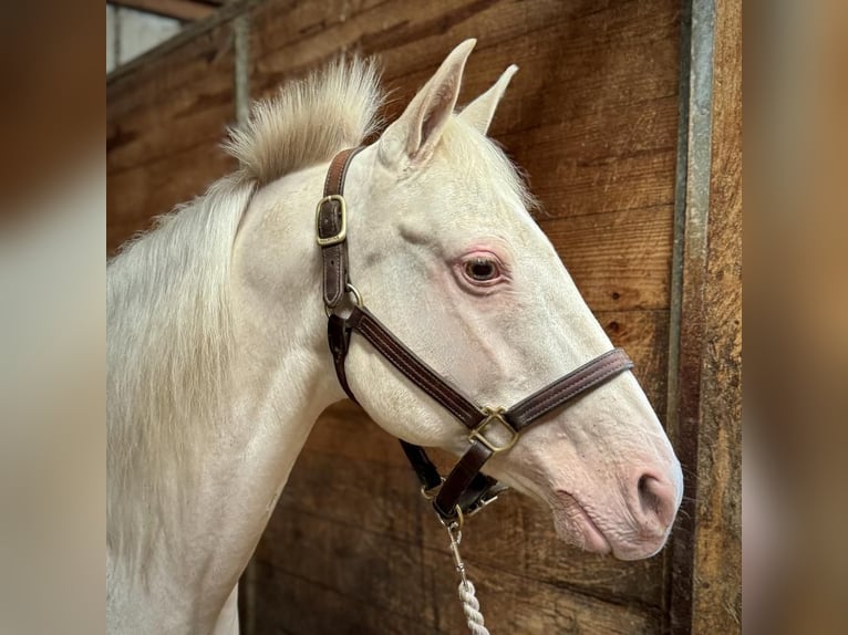 Altri pony/cavalli di piccola taglia Giumenta 12 Anni 140 cm Cremello in Granby, CT