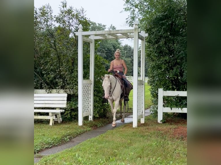 Altri pony/cavalli di piccola taglia Giumenta 12 Anni 140 cm Cremello in Granby, CT