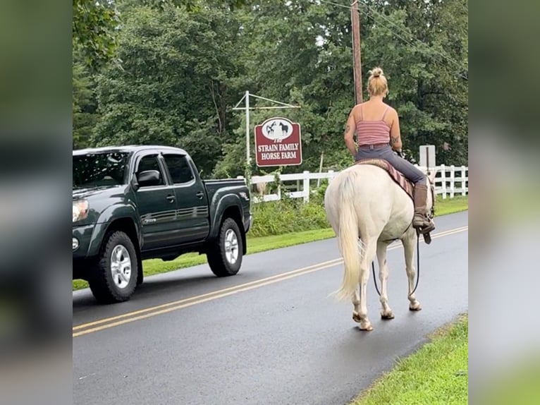 Altri pony/cavalli di piccola taglia Giumenta 12 Anni 140 cm Cremello in Granby, CT