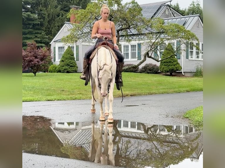 Altri pony/cavalli di piccola taglia Giumenta 12 Anni 140 cm Cremello in Granby, CT