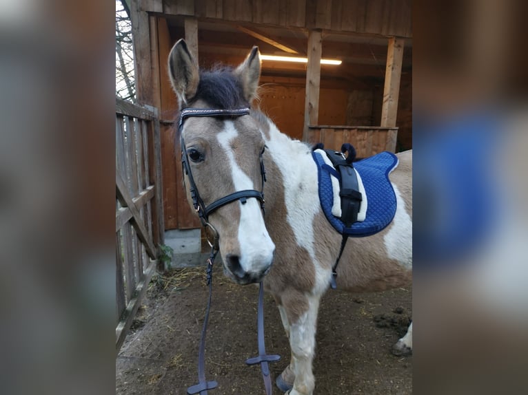 Altri pony/cavalli di piccola taglia Mix Giumenta 12 Anni 140 cm Pezzato in Weilheim an der Teck