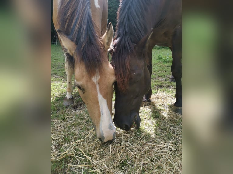 Altri pony/cavalli di piccola taglia Mix Giumenta 12 Anni 140 cm Pezzato in Weilheim an der Teck