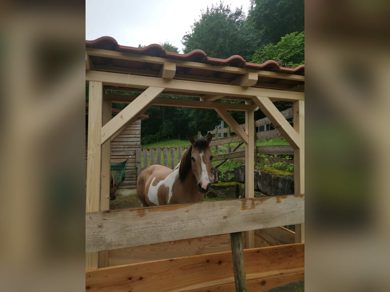 Altri pony/cavalli di piccola taglia Mix Giumenta 12 Anni 140 cm Pezzato in Weilheim an der Teck