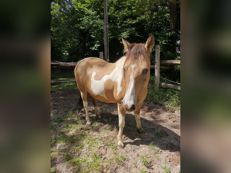 Altri pony/cavalli di piccola taglia Mix Giumenta 12 Anni 140 cm Pezzato in Weilheim an der Teck