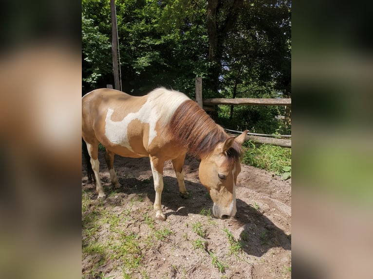 Altri pony/cavalli di piccola taglia Mix Giumenta 12 Anni 140 cm Pezzato in Weilheim an der Teck