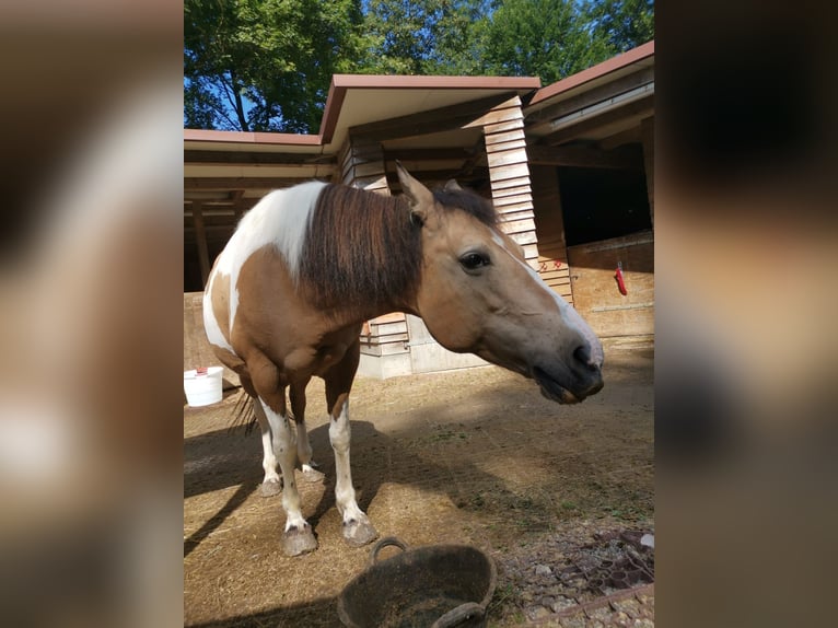 Altri pony/cavalli di piccola taglia Mix Giumenta 12 Anni 140 cm Pezzato in Weilheim an der Teck