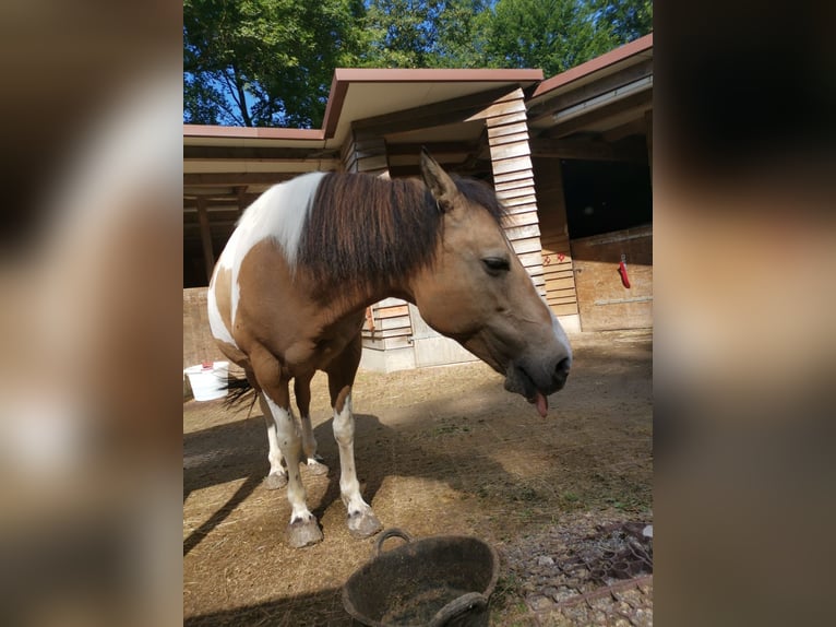 Altri pony/cavalli di piccola taglia Mix Giumenta 12 Anni 140 cm Pezzato in Weilheim an der Teck