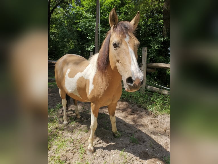 Altri pony/cavalli di piccola taglia Mix Giumenta 12 Anni 140 cm Pezzato in Weilheim an der Teck