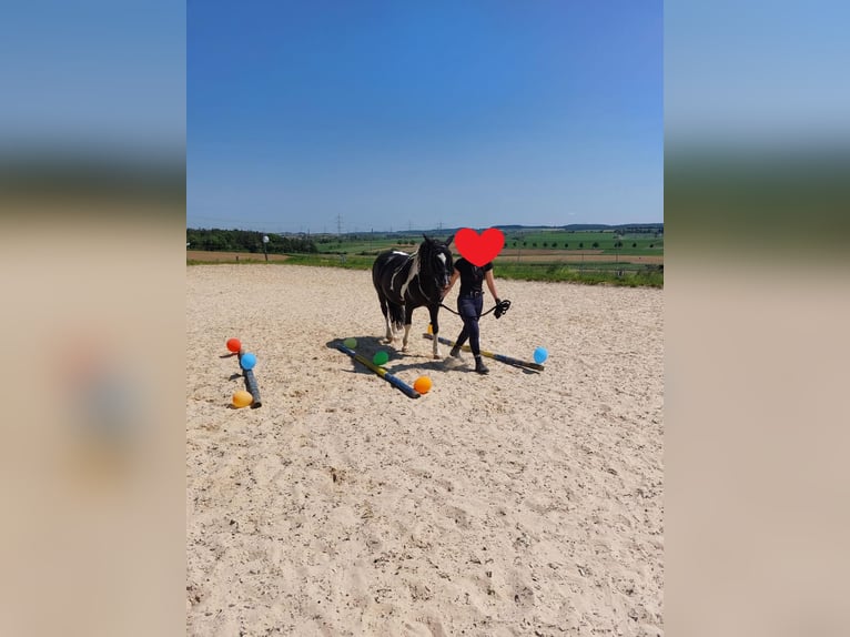 Altri pony/cavalli di piccola taglia Mix Giumenta 12 Anni 142 cm Pezzato in Niefern-Öschelbronn